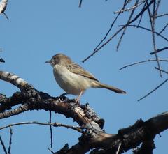 Cisticola fulvicapilla