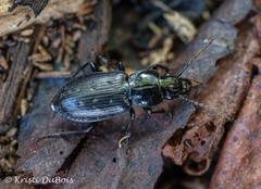 Pterostichus adstrictus