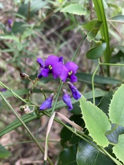 Hardenbergia