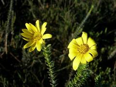 Osteospermum polygaloides polygaloides
