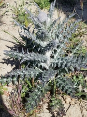 Cirsium occidentale