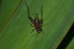 Svistella bifasciata