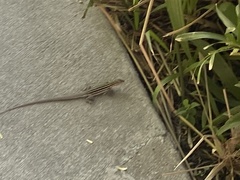 Aspidoscelis uniparens