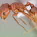 Pogonomyrmex anzensis - Photo (c) California Academy of Sciences, 2000-2010, some rights reserved (CC BY-NC-SA)