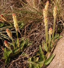 Acalypha peduncularis
