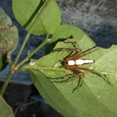 Oxyopes shweta