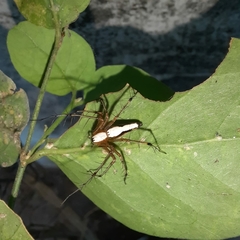 Oxyopes shweta