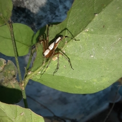 Oxyopes shweta