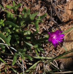 Trichodiadema setuliferum