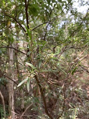 Leucopogon australis