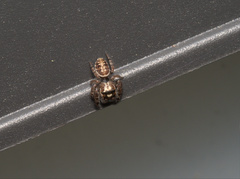 Opisthoncus serratofasciatus