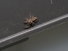 Opisthoncus serratofasciatus