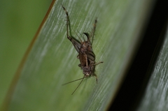 Svistella bifasciata