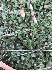 Viola cleistogamoides