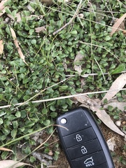 Viola cleistogamoides
