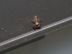 Opisthoncus serratofasciatus