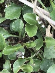 Viola cleistogamoides