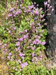 Carphephorus odoratissimus