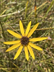 Helianthus heterophyllus