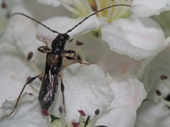 Molorchus umbellatarum