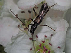 Molorchus umbellatarum