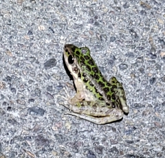 Odorrana tianmuii