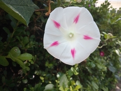 Ipomoea purpurea