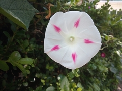 Ipomoea purpurea