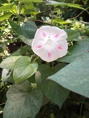 Ipomoea purpurea