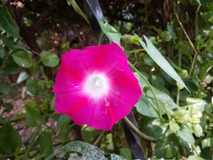 Ipomoea purpurea