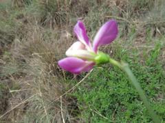 Vigna vexillata vexillata
