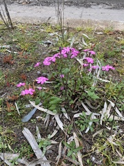 Silene pseudoatocion