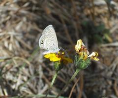 Hemiargus ceraunus astenidas