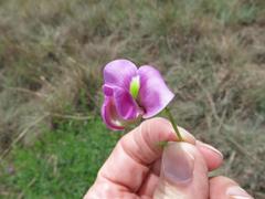 Vigna vexillata vexillata