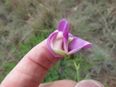 Vigna vexillata vexillata