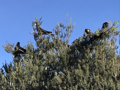 Zanda funerea xanthanota