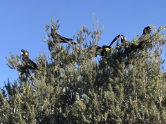 Zanda funerea xanthanota