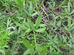Vigna vexillata vexillata