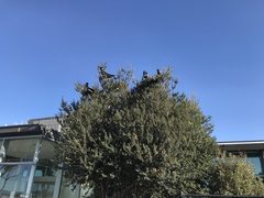 Zanda funerea xanthanota