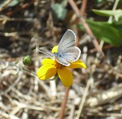 Hemiargus ceraunus astenidas