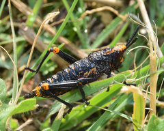 Dictyophorus