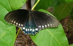 Battus philenor acauda