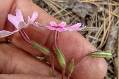 Phlox amabilis