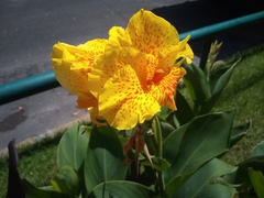 Canna × generalis