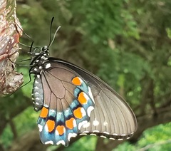 Battus philenor acauda