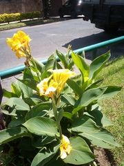 Canna × generalis