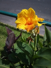 Canna × generalis
