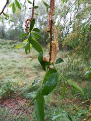 Salix × fragilis vitellina
