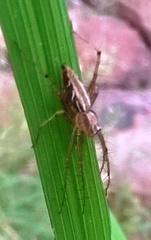 Oxyopes lineatipes