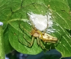 Oxyopes javanus